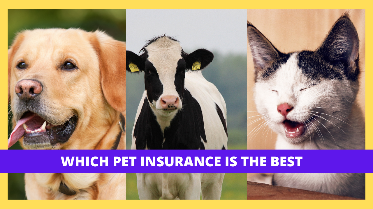 Which-Pet-Insurance-Is-the-Best.
